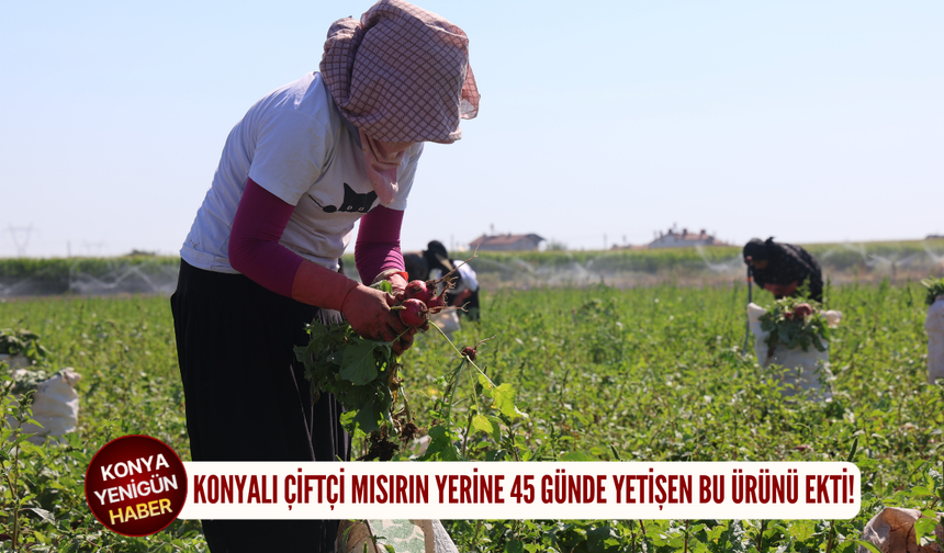 Konyalı çiftçi mısırın yerine 45 günde yetişen bu ürünü ekti!