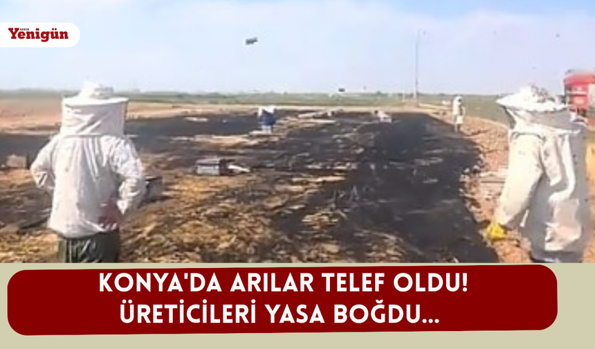 Konya'da arılar telef oldu! Üreticileri yasa boğdu...