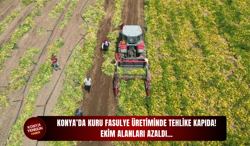 Konya’da kuru fasulye üretiminde tehlike kapıda! Ekim alanları azaldı…
