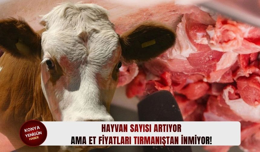 Hayvan sayısı artıyor ama et fiyatları tırmanıştan inmiyor!