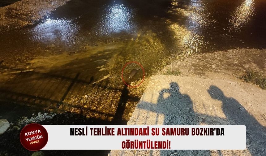 Nesli tehlike altındaki su samuru Bozkır'da görüntülendi!