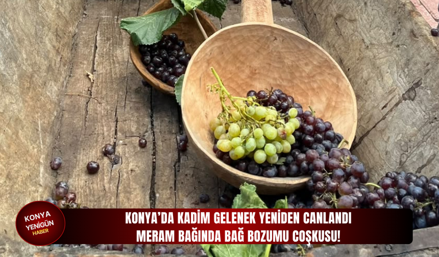 Konya’da kadim gelenek yeniden canlandı: Meram bağında bağ bozumu coşkusu!