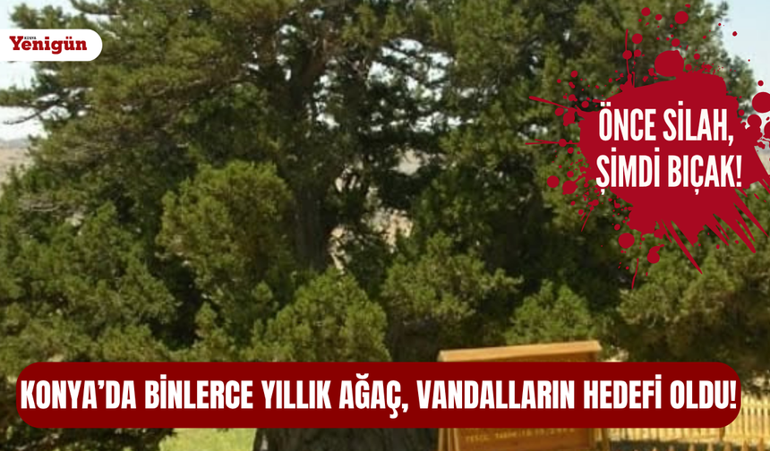Konya’da binlerce yıllık ardıç vandalların hedefi oldu!
