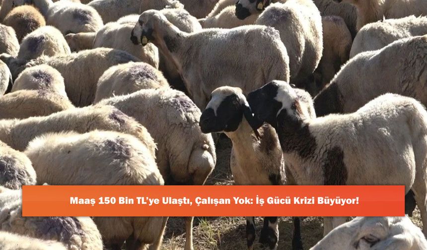Maaş 150 Bin TL’ye Ulaştı, Çalışan Yok: İş Gücü Krizi Büyüyor!