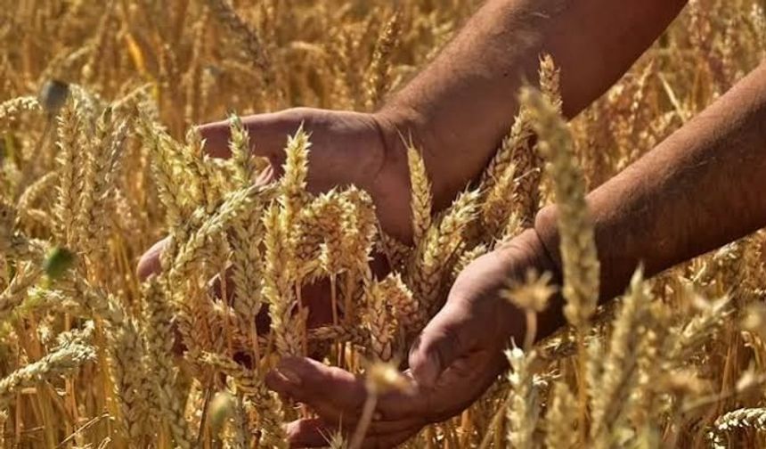 Konya'da arpa ve buğday almak isteyenler dikkat! İhale yapılacak