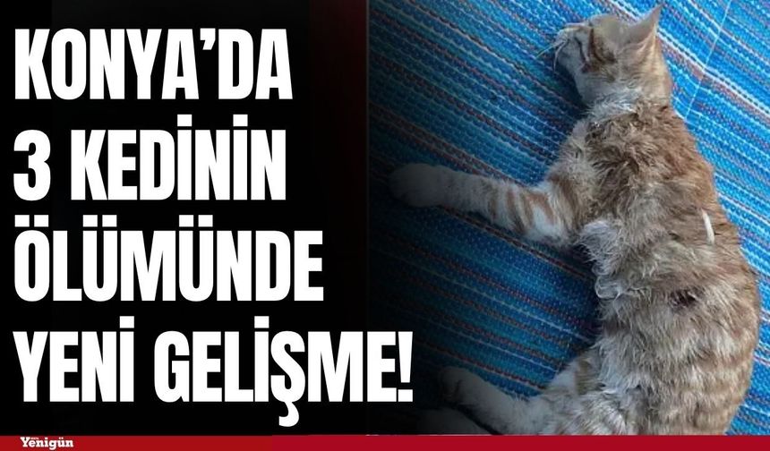 Konya’da 3 yavru kedinin ölümünde yeni gelişme! Şüpheli yakalandı