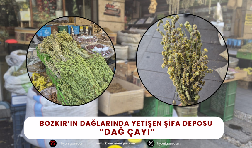 Bozkır’ın dağlarında yetişen şifa deposu; Hem ucuz hem faydalı!