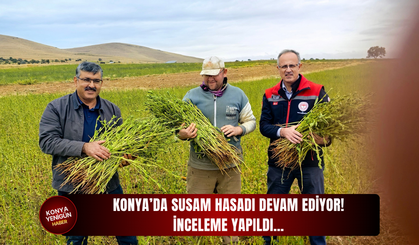 Konya’da susam hasadı devam ediyor! İnceleme yapıldı…