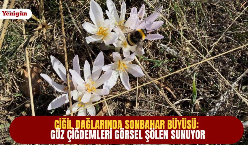 Çiğil Dağlarında sonbahar büyüsü: Güz Çiğdemleri görsel şölen sunuyor