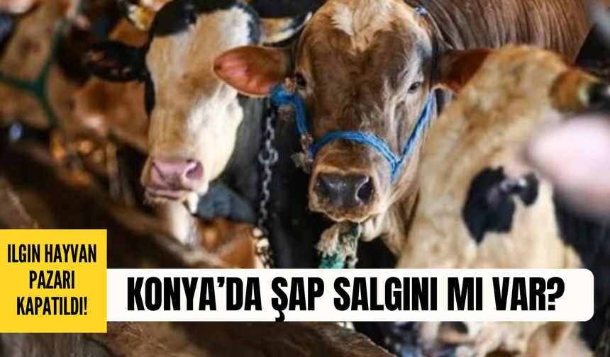 Konya’da şap alarmı! Ilgın Hayvan Pazarının kapısına kilit vuruldu!