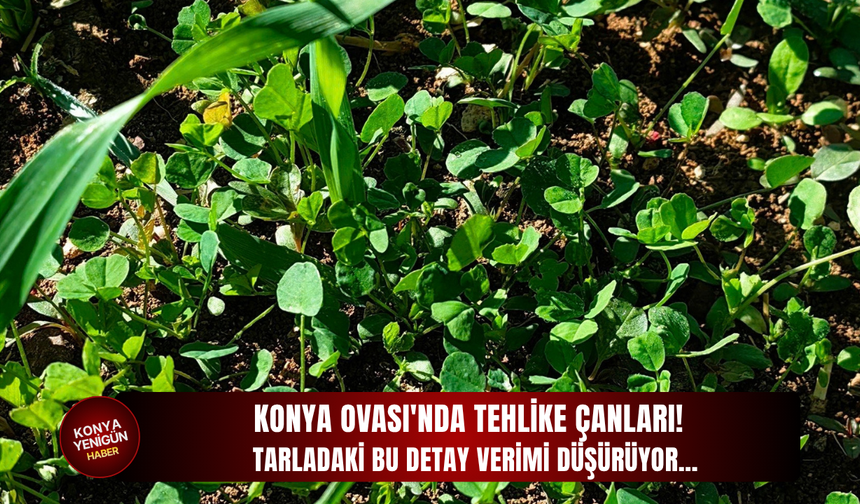 Konya Ovası'nda tehlike çanları! Tarladaki bu detay verimi düşürüyor…