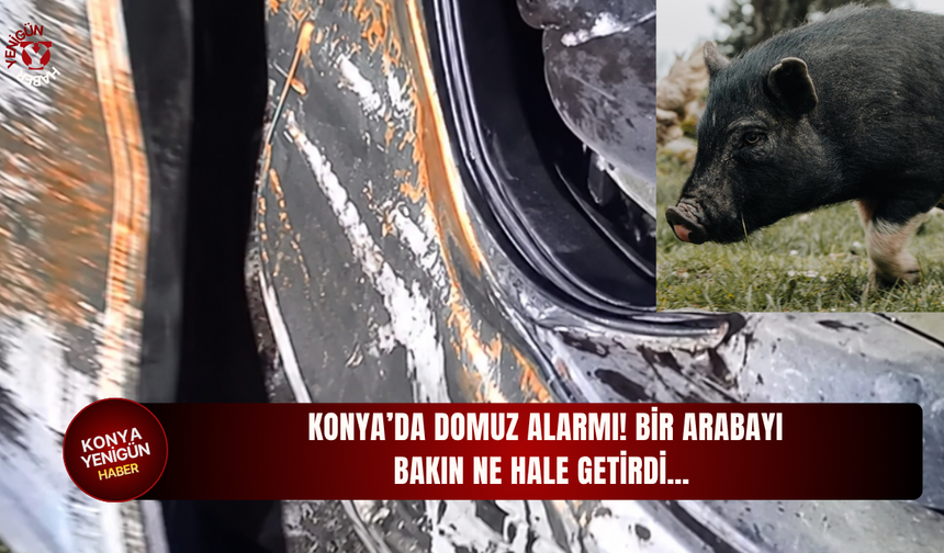 Konya'da domuz alarmı! Bir arabayı bakın ne hale getirdi...