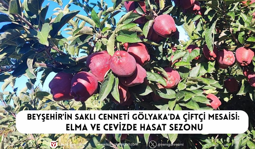 Beyşehir'in saklı cenneti Gölyaka'da çiftçi mesaisi: Elma ve cevizde hasat sezonu
