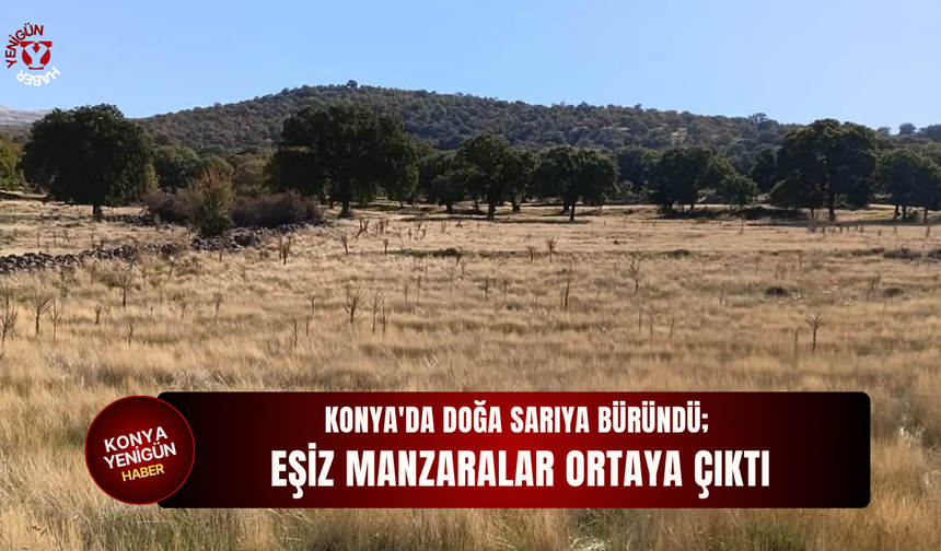 Konya'da doğa sarıya büründü