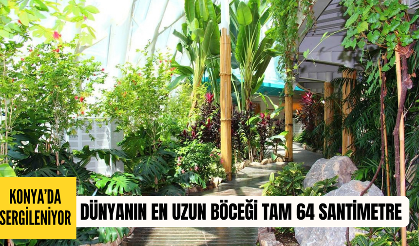 Konya’da sergileniyor: Dünyanın en uzun böceği tam 64 santimetre