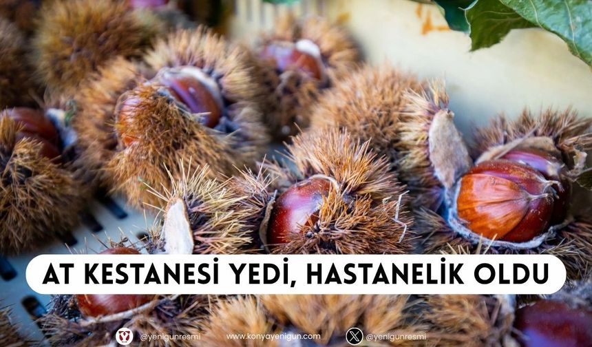 Konya'da at kestanesi yiyen bir kişi hastanelik oldu