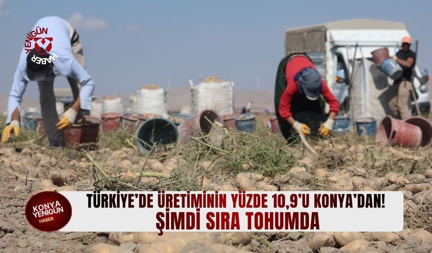 Türkiye’nin patates üretiminin yüzde 10,9’u Konya’dan! Şimdi sıra tohumda