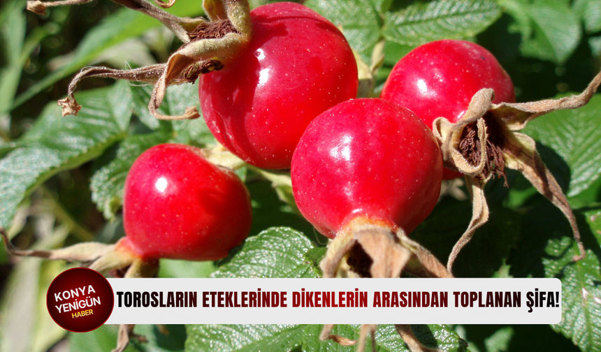 Torosların eteklerinde dikenlerin arasından toplanan şifa!