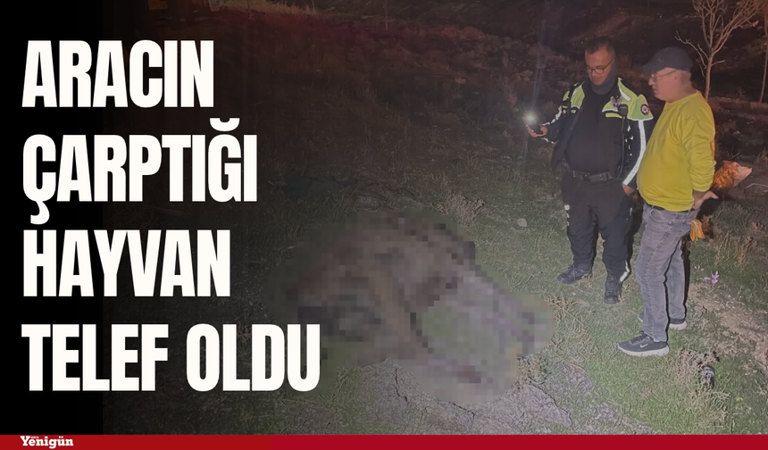 Karaman'da aracın çarptığı hayvan telef oldu