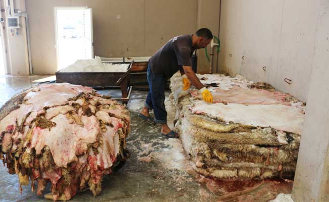 Kurban derileri değerlendiriliyor - Konya Yenigün Gazetesi Konya Haber Konya Haber