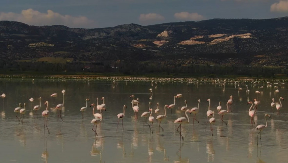 Burdur'da kuraklıkla boğuşan ve göçmen kuşların her yıl bahar aylarında konakladıkları Yarışlı Gölü'ne bu sene de uğrayan flamingolar renkli görüntüler oluşturdu. Yaklaşık 3 bin flamingonun oluşturduğu muhteşem görüntü, dron ile görüntülendi.
