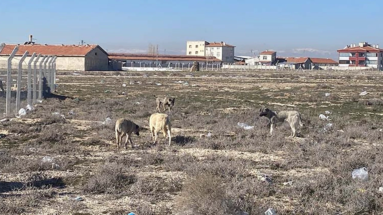 Köpek Saldırısı