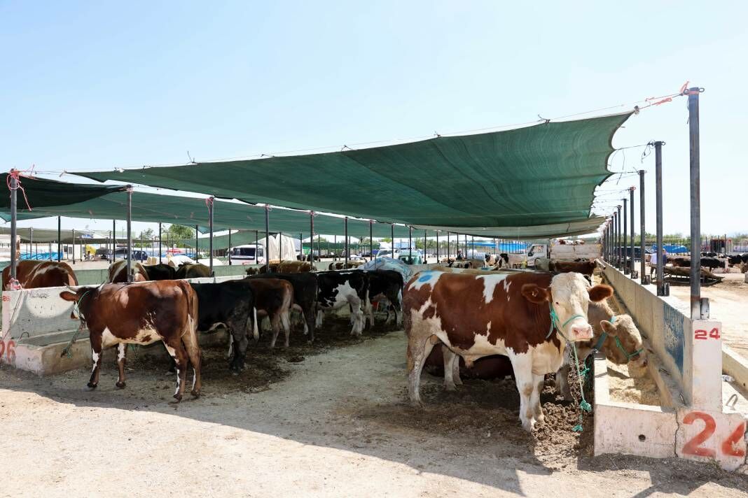 Konya Selçuklu’da Kurban Satış Ve Kesim Yerleri 2024 Belli Oldu 3