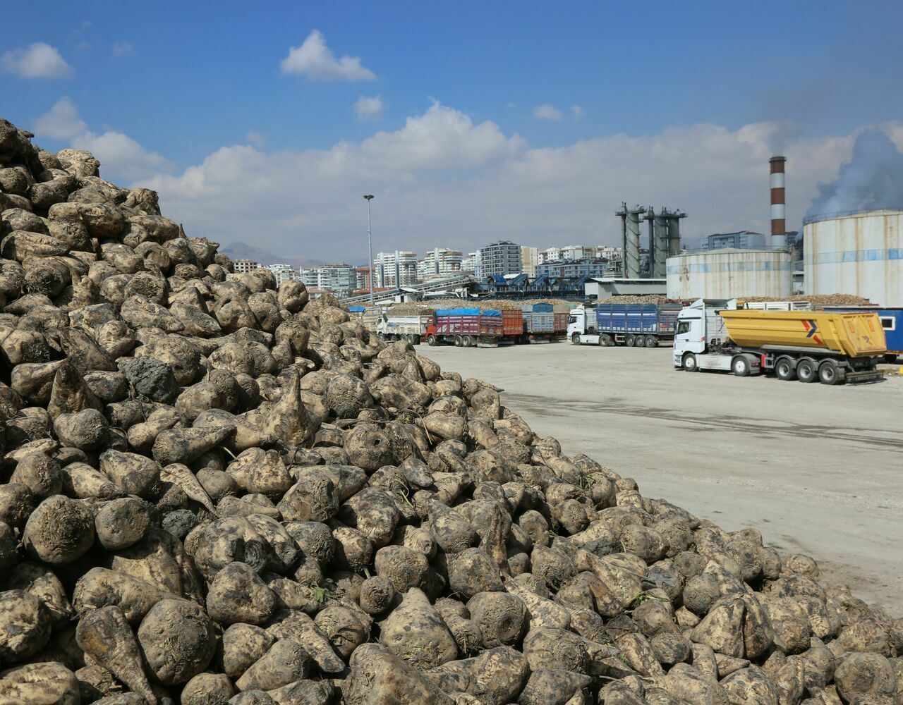 Pancar Şekeri-1