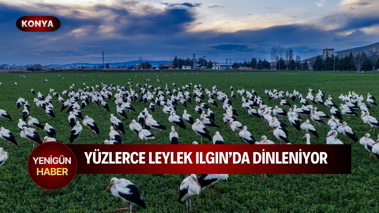 Yüzlerce leylek Ilgın’da dinleniyor