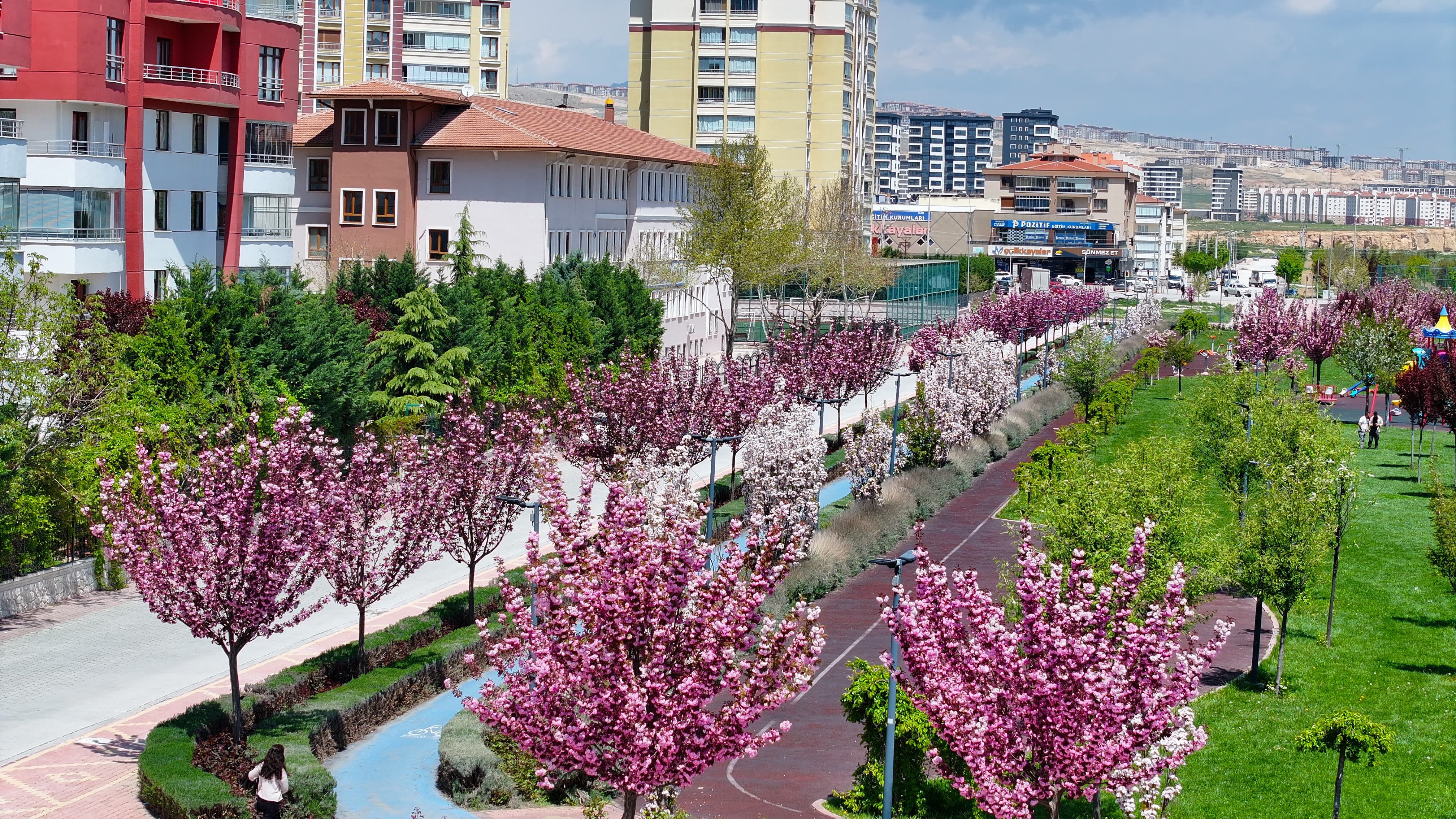 Sakura Çiçekleri Beyaz Pembe