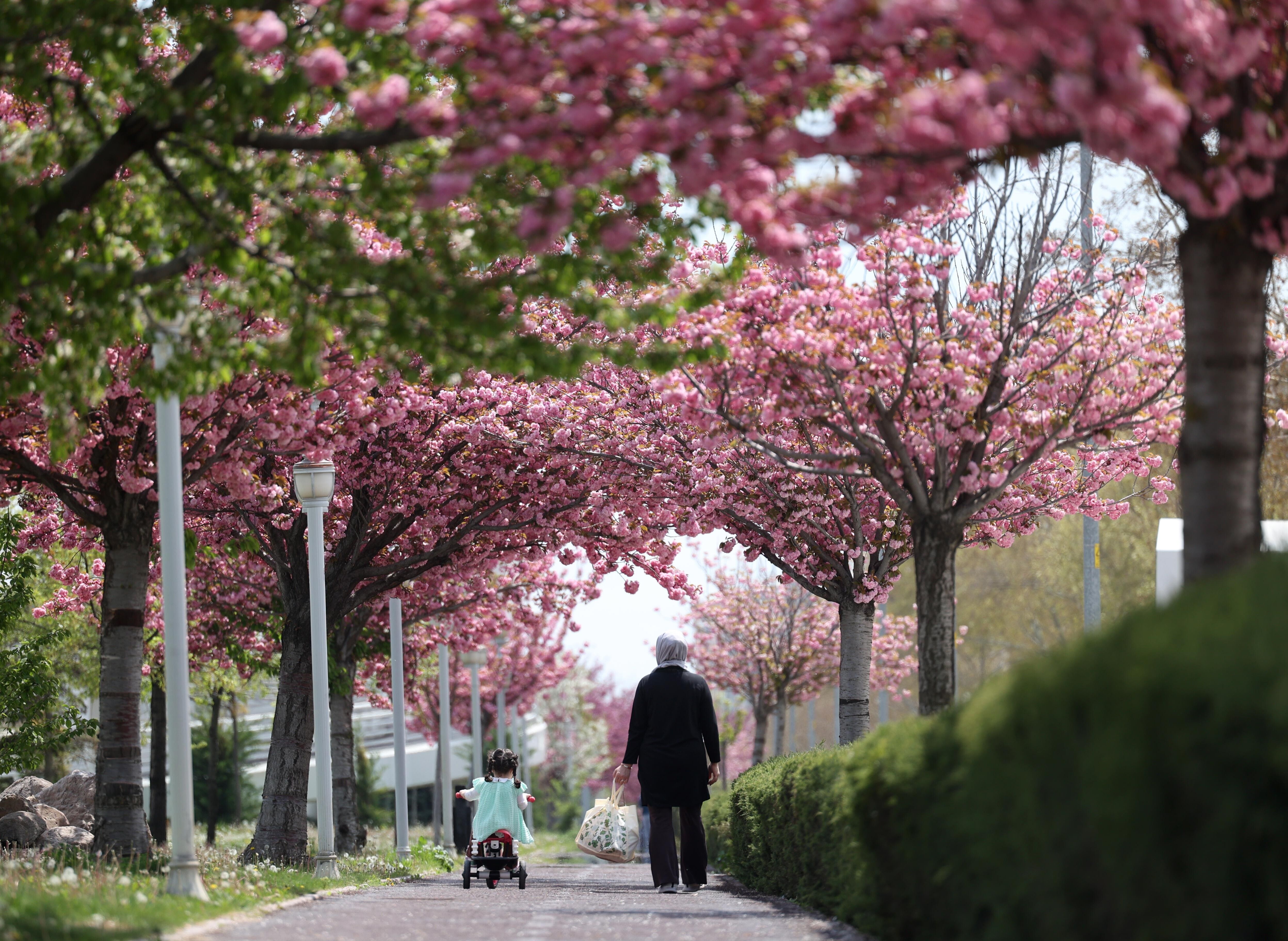 Sakura Çiçekleri Çocuk