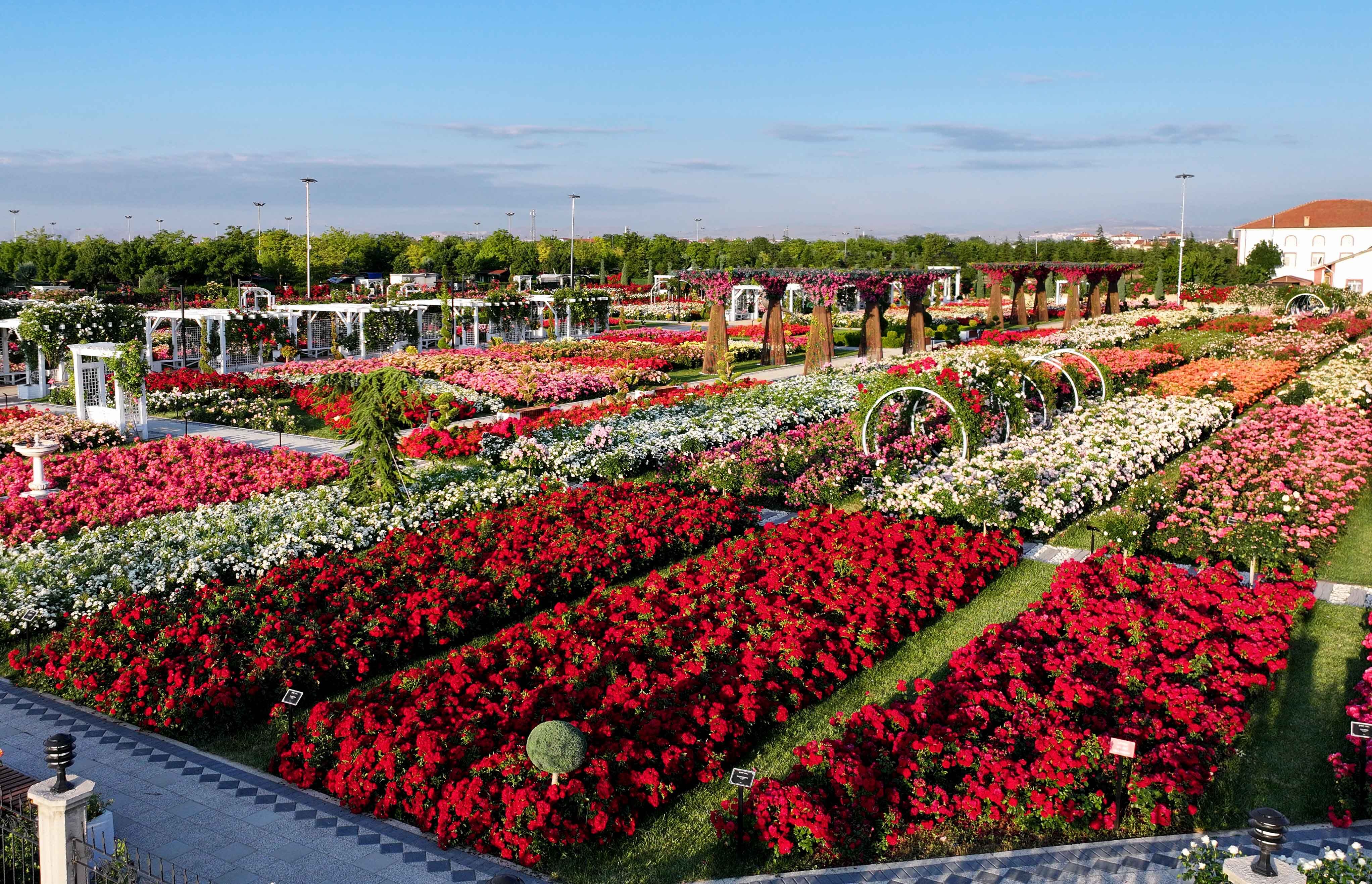Karatay’da 190 Çeşi̇t Gül Görsel Şölen Sunuyor (3)