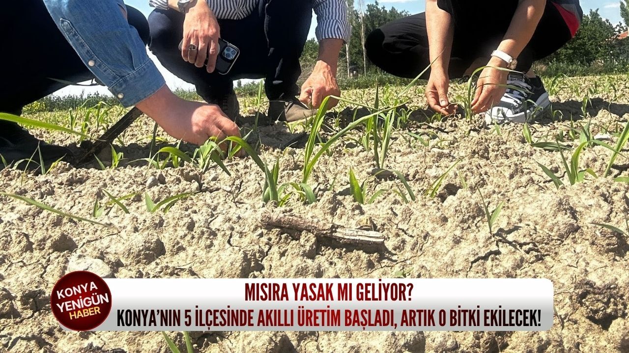 Mısıra yasak mı geliyor? Konya’nın 5 ilçesinde akıllı üretim başladı, artık o bitki ekilecek!
