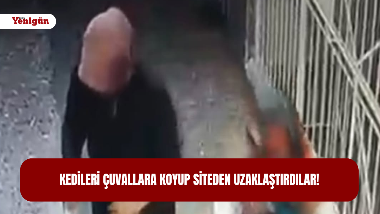 Kedileri̇ çuvallara koyup siteden uzaklaştırdılar!