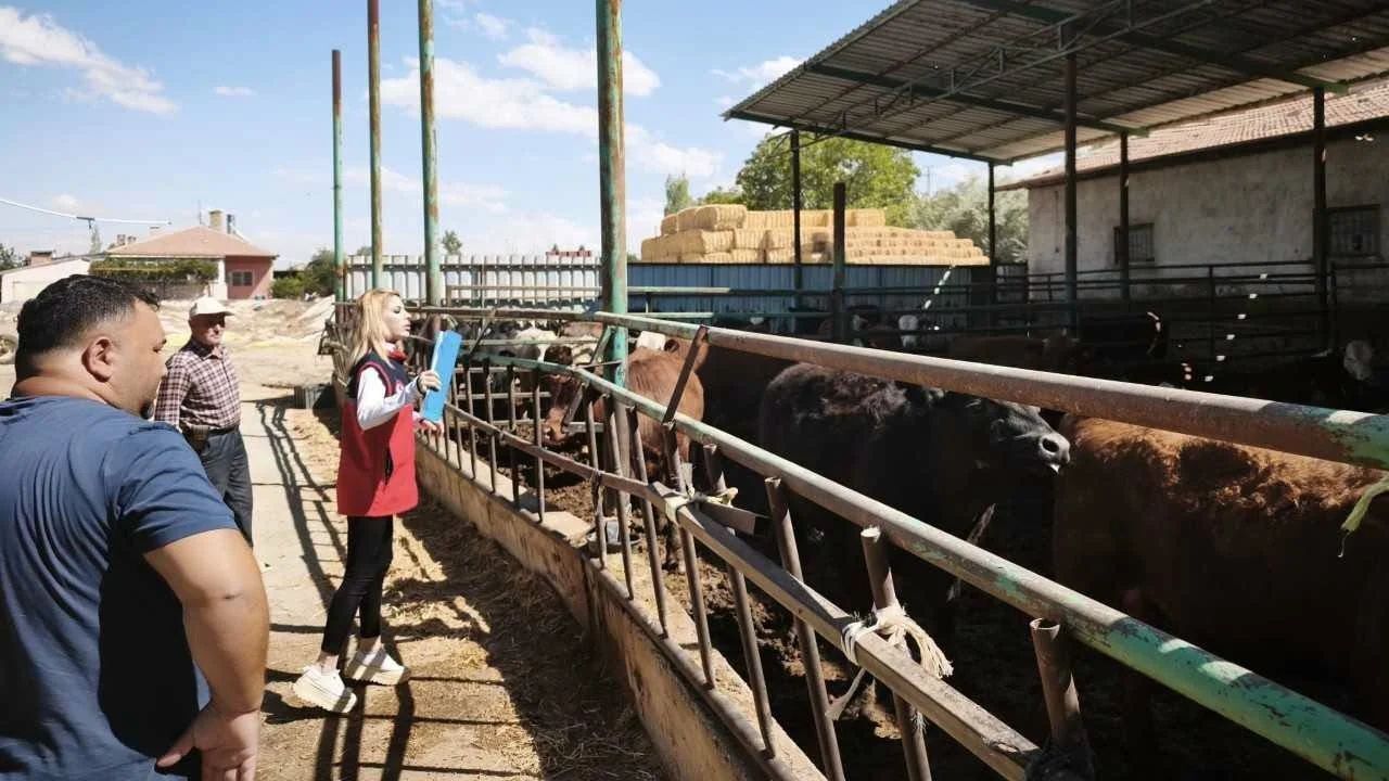 Ereğli’de ithal besilik sığırlar için ekipler sahaya indi!