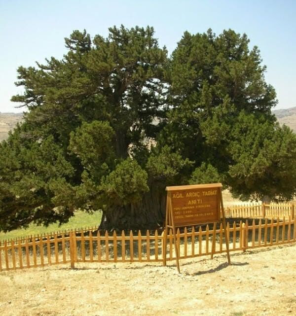 Konya Taşkent Ardiç Ağaci