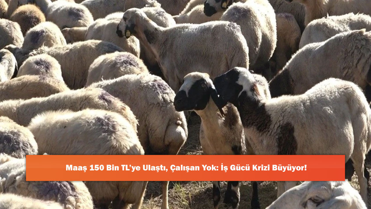 Maaş 150 Bin TL’ye Ulaştı, Çalışan Yok: İş Gücü Krizi Büyüyor!