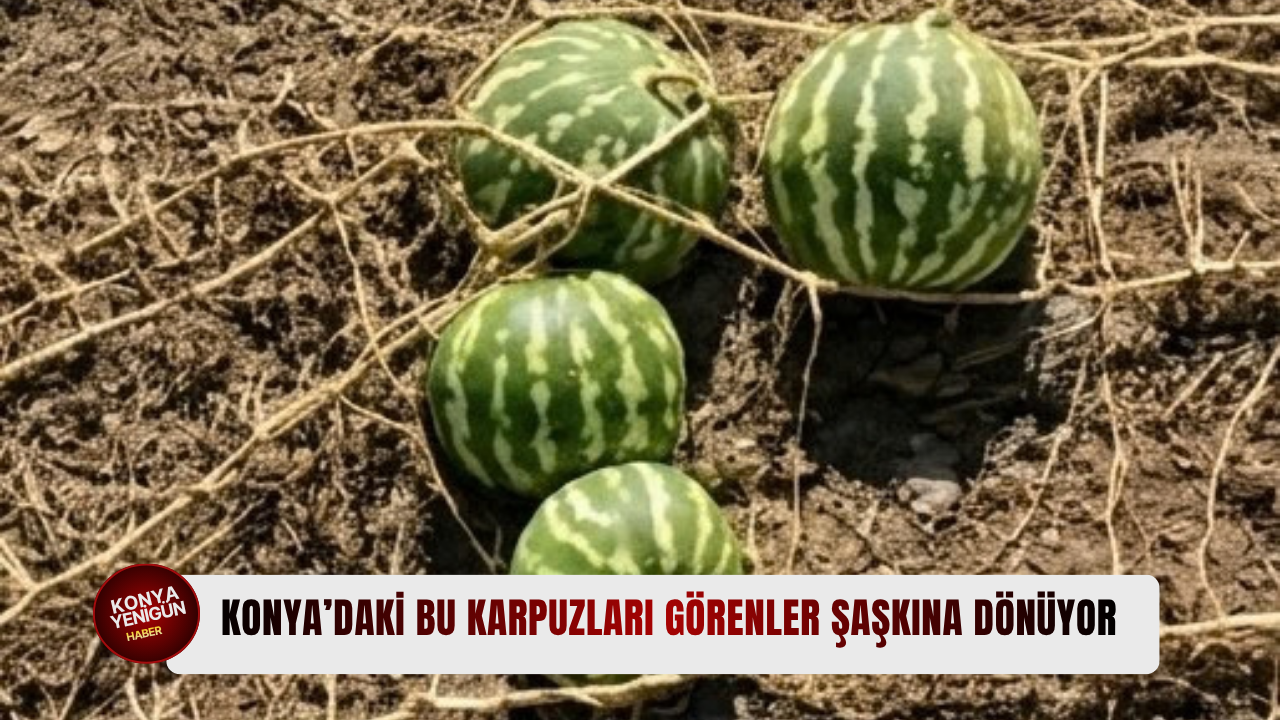 Tek kökten yüzlerce karpuz çıktı; Görenler şaşkına döndü
