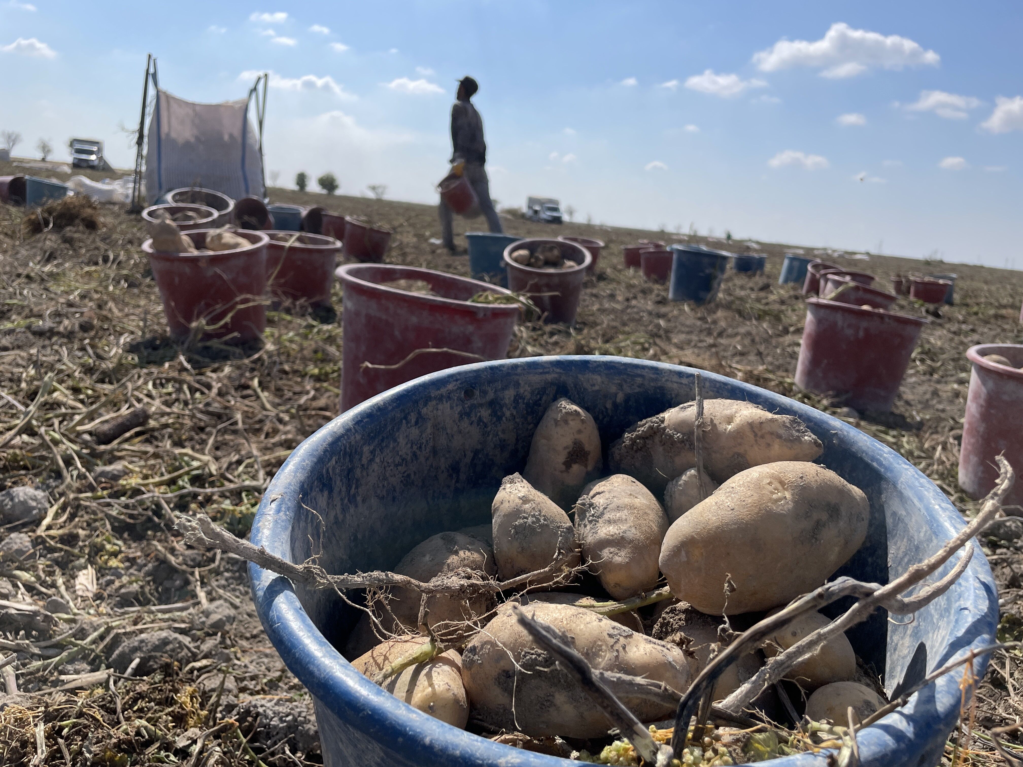 Patates Üretimi Konya (2)