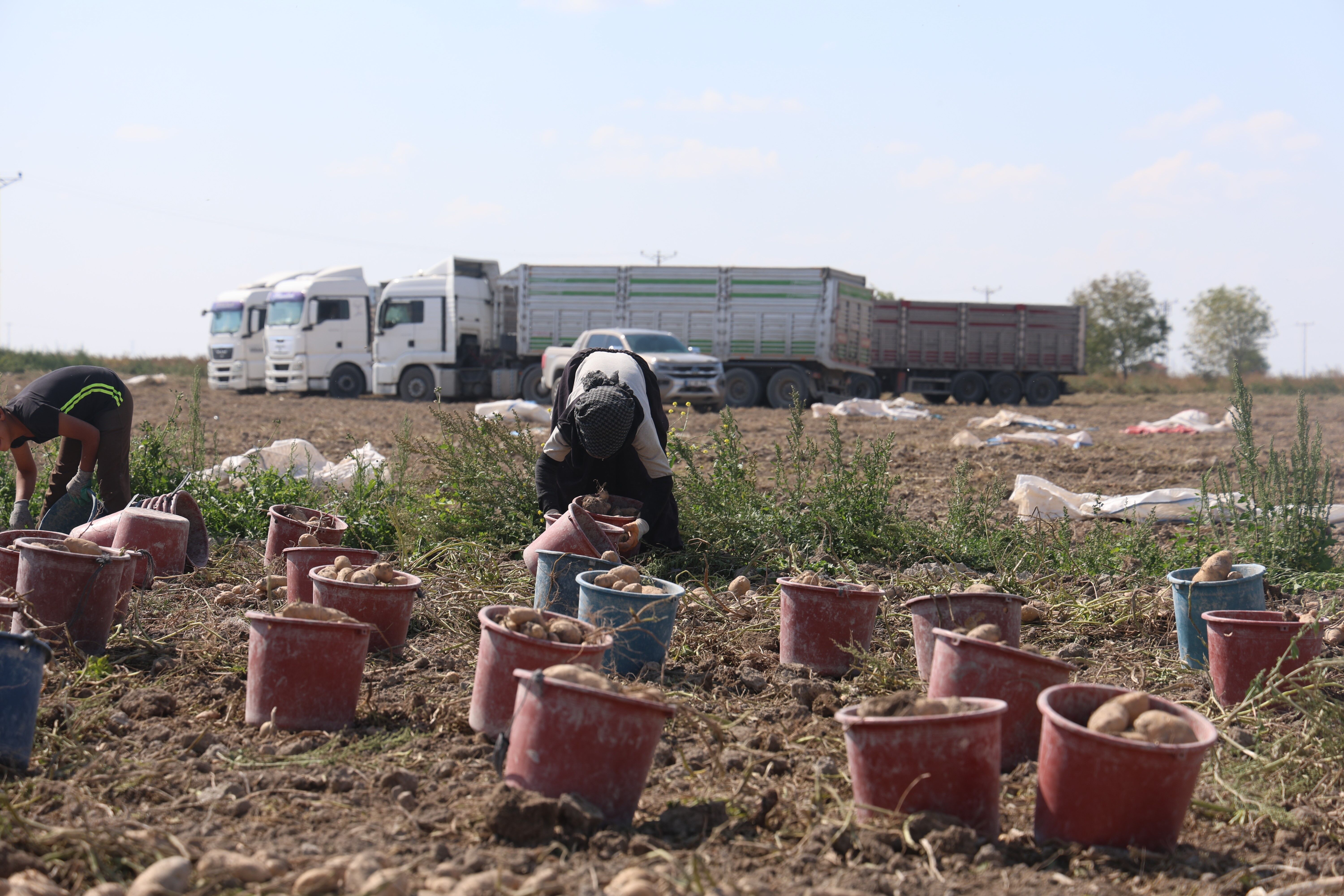 Patates Üretimi Konya (5)